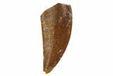 Raptor Tooth - Real Dinosaur Tooth #135175-1